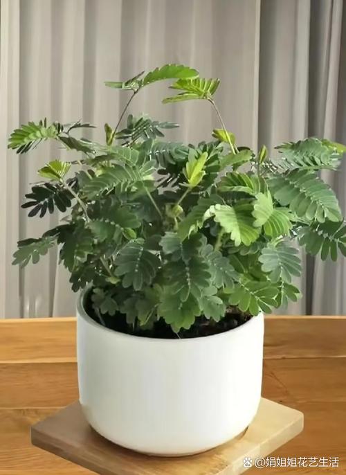 美嘉电影院 | 最新排片查询、优惠购票指南、周边美食推荐（长尾关键词：美嘉电影院今日影讯、美嘉电影院团购优惠、美嘉电影院附近停车场）